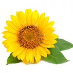 sunflower_l